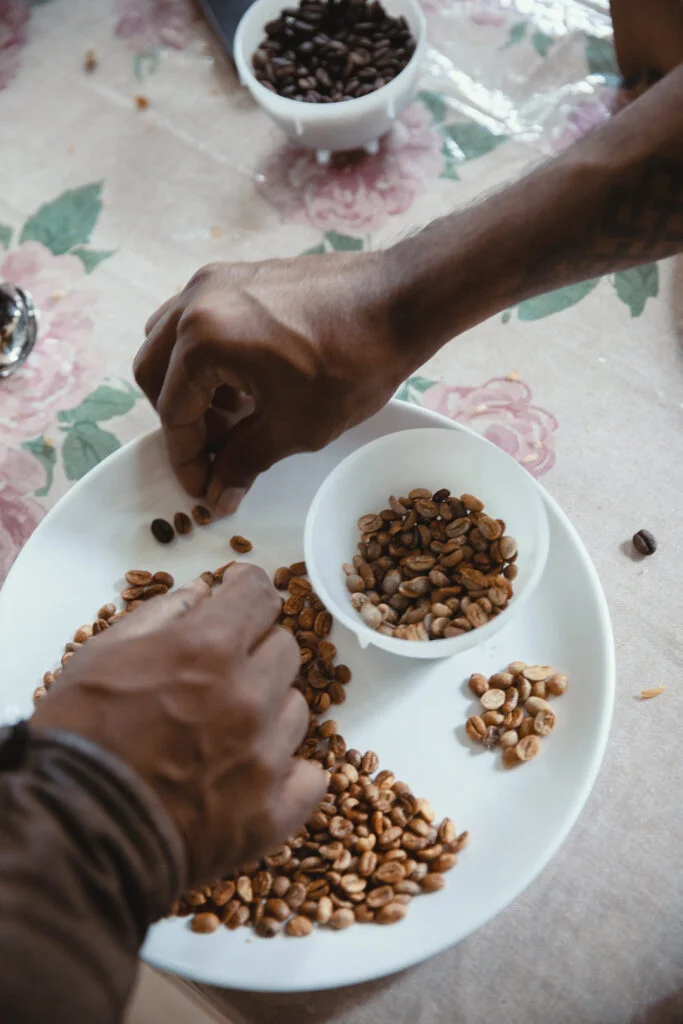 Coffee beans being carefully sorted by hand