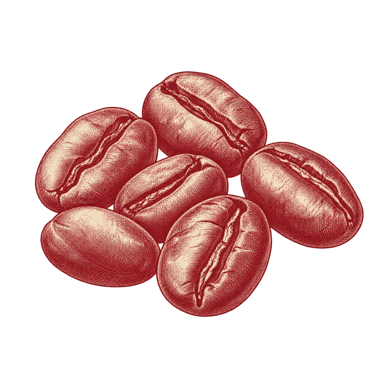 Burgundy illustration of roasted coffee beans